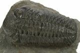 Detailed Morocops Trilobite - Beautiful Preservation #310264-3